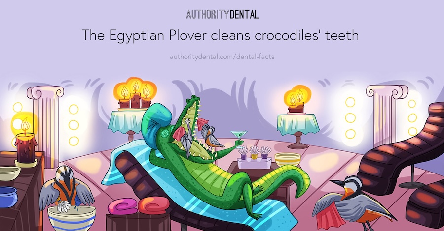 animal teeth facts, egyptian plover cleans crocodile teeth